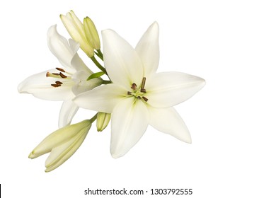 Two Flowers Unblown Buds White Lily Stock Photo 1303792555 | Shutterstock