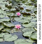 Two flowers in the water lily pond at Biblioteca degli Alberi in Milan Italy.