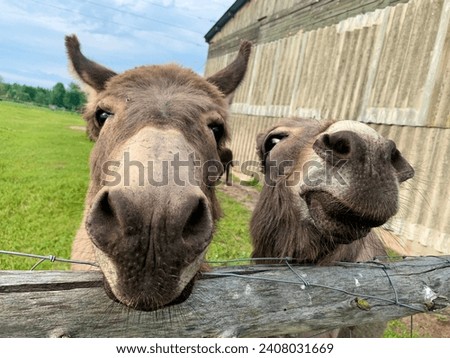 two fluffy donkeys near the fence on the background of green grass