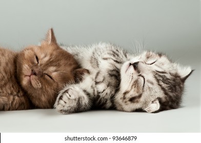 two fluffy gray beautiful kitten, breed scottish-fold,  lie portrait  on grey  background - Powered by Shutterstock