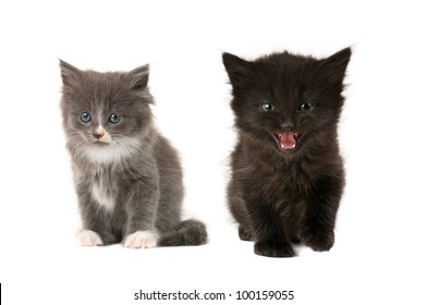 baby kittens black