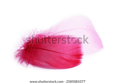 Two fluffy light feathers isolated on white