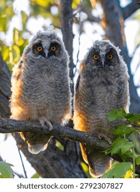 Two fluffy long-eared owl chicks sit side-by-side on a tree branch during sunset. The owlets stare forward with wide, vibrant orange eyes, illuminated by warm golden sunlight.