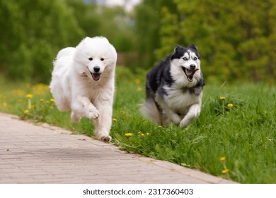 Two fluffy purebred dogs: a white samoyed arctic spitz and a black and white siberian husky run swiftly and cheerfully along a path in a park. A dog is a pet, friend and companion of a person.