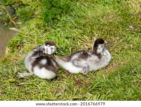 Two fluffy shelduck ducklings lying on the grass, relaxing in the sun next to the lake.