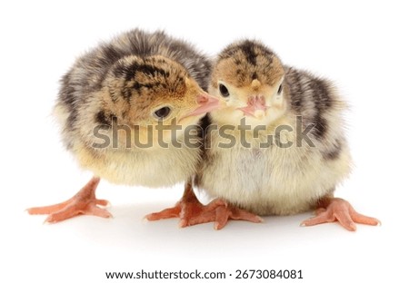 Two fluffy turkey chicks standing close together isolated on white background. Perfect for poultry farming, agriculture, veterinary, animal husbandry, and educational concepts.
