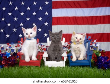 Two fluffy white kittens and one gray sitting in red white and blue chairs on green grass with american flag in the background. holiday family fun, remembrance patriotism.