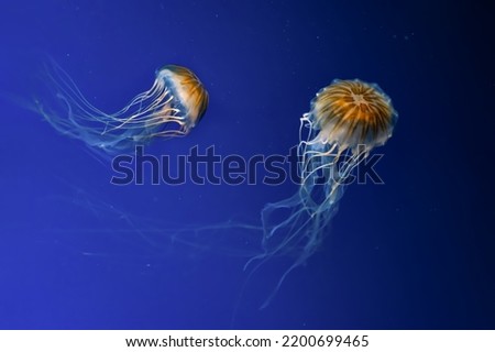 Two fluorescent jellyfish swimming underwater aquarium pool. The Northern sea nettle brown jellyfish chrysaora melanaster in blue water, ocean. Theriology, tourism, diving, undersea life.