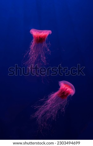 Two fluorescent jellyfish swimming underwater aquarium pool with red neon light. The Lion's mane jellyfish, Cyanea capillata also known as giant jellyfish, arctic red jellyfish, hair jelly