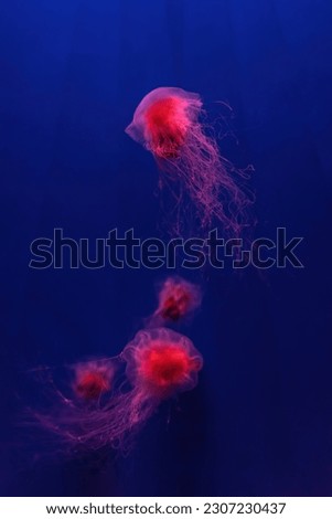 Two fluorescent jellyfish swimming underwater aquarium pool with red neon light. The Lion's mane jellyfish, Cyanea capillata also known as giant jellyfish, arctic red jellyfish, hair jelly