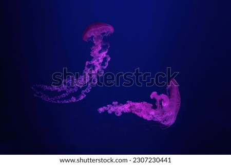 Two fluorescent jellyfish swimming underwater aquarium pool with pink neon light. The South American sea nettle chrysaora plocamia in blue water, ocean. Theriology, tourism, diving, undersea life.