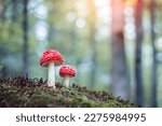 Two fly agaric (Amanita muscari) red-headed hallucinogenic toxic mushroom in spring forest close up