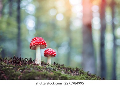 Two fly agaric (Amanita muscari) red-headed hallucinogenic toxic mushroom in spring forest close up - Shutterstock ID 2275984995