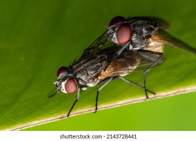 Two Fly In A Leaft