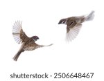 two flying sparrow long exposure isolated on white background