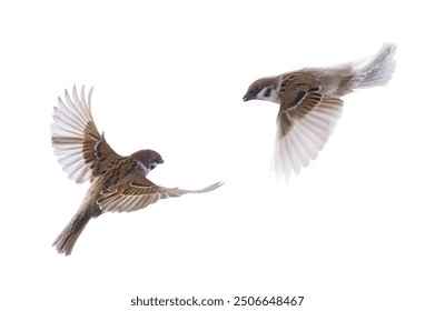 two flying sparrow long exposure isolated on white background - Powered by Shutterstock