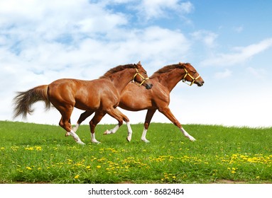 two foals gallop - realistic photo-montage