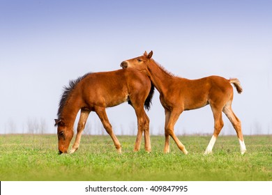 Two Foals Play