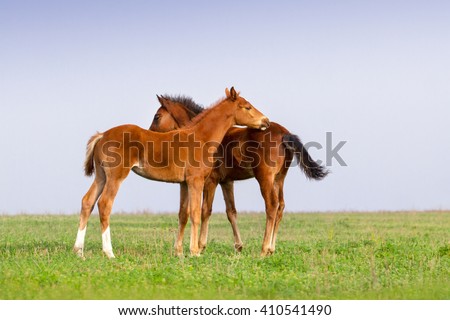 Two foals touching on spring field
