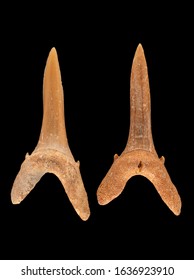 Two fossil anterior teeth of a sand tiger shark, Carcharias taurus. Sand tiger sharks evolved in the Miocene epoch, 5 to 23 million years ago, and are still a common species