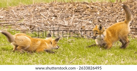 Two fox pups playing outside their den.