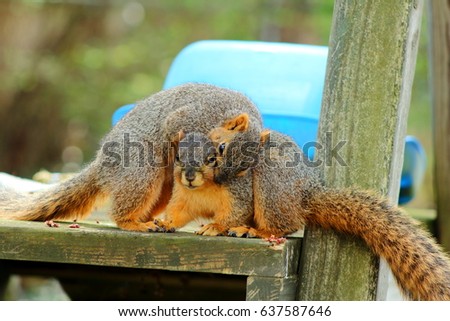 Two fox squirrels mating