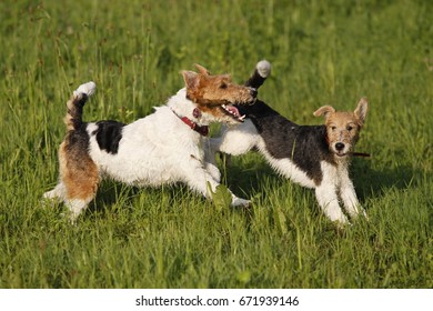 Two Foxterrier running in the meadow in summer