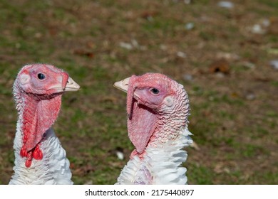 Two Free Range Turkeys In A Comical Pose.