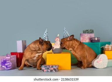 Two French Bulldog Dogs Celebrating A Birthday