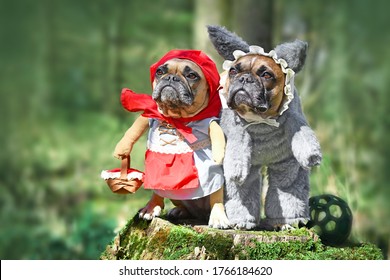 Two French Bulldog dogs dressed up as fairytale characters Little Red Riding Hood and Big Bad Wolf with full body costumes with fake arms in forest