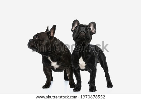two french bulldog dogs looking in two directions against white background