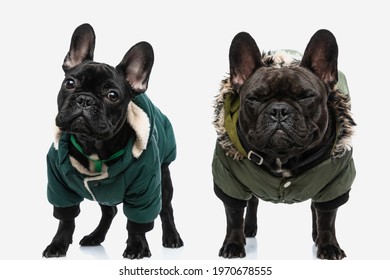 barbour dog coat french bulldog