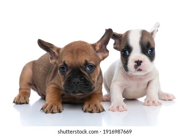 French Bulldog Puppy Images Stock Photos Vectors Shutterstock