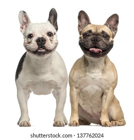 Two French Bulldogs 3 Years Old Stock Photo (Edit Now) 137762024