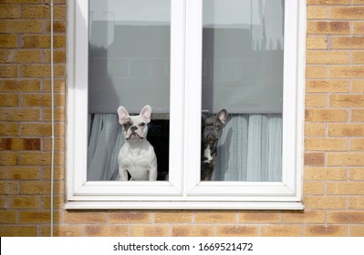 Two French Bulldogs Inside Of House Looking Out The Window In Grantham.