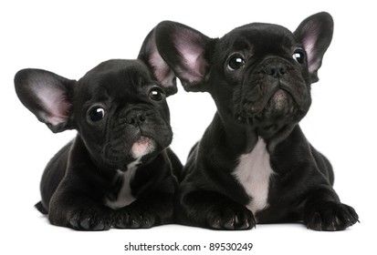 Two French Bulldogs Puppies 8 Weeks Stock Photo 89530249 