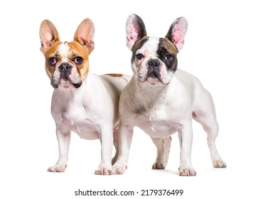 3,215 Couple and bulldog Images, Stock Photos & Vectors | Shutterstock