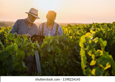 Two French winegrowers working in their vineyards at sunset. They are using a digital tablet. - Powered by Shutterstock