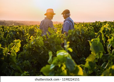 Two French Winegrowers Working In Their Vineyards At Sunset.