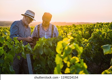 Two French Winegrowers Working In Their Vineyards At Sunset. They Are Using A Digital Tablet.