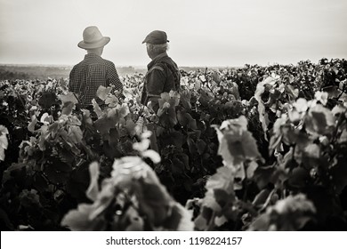 Two French Winegrowers Working In Their Vineyards At Sunset.