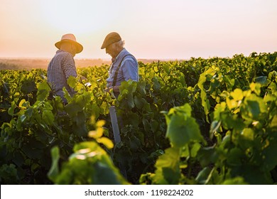 Zwei französische Winzer arbeiten bei Sonnenuntergang in ihren Weinbergen.