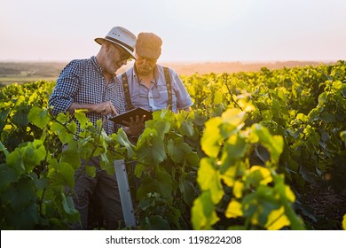 Two French winegrowers working in their vineyards at sunset. They are using a digital tablet. - Powered by Shutterstock