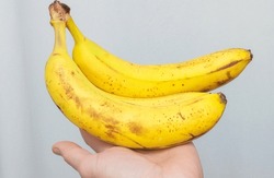Two Fresh Bananas In A Man's Hand, Ripe Bananas Hanging Against A Gray Wall Background