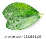 Two fresh green citrus leaves isolated  covered with water drops on white background. File contains clipping path.