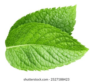 Two fresh mint leaves isolated on white background. Studio macro