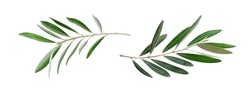 Deux Branches D'olivier Fraîches Avec Feuilles Isolées Sur Fond Blanc En Gros Plan