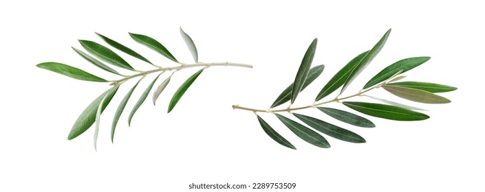 Two fresh olive branches with leaves isolated on white background closeup