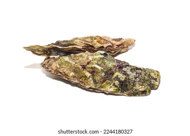 Two fresh pacific oysters on white background - Shutterstock ID 2244180327