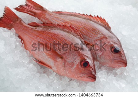 Two fresh raw Northern red snappers on ice